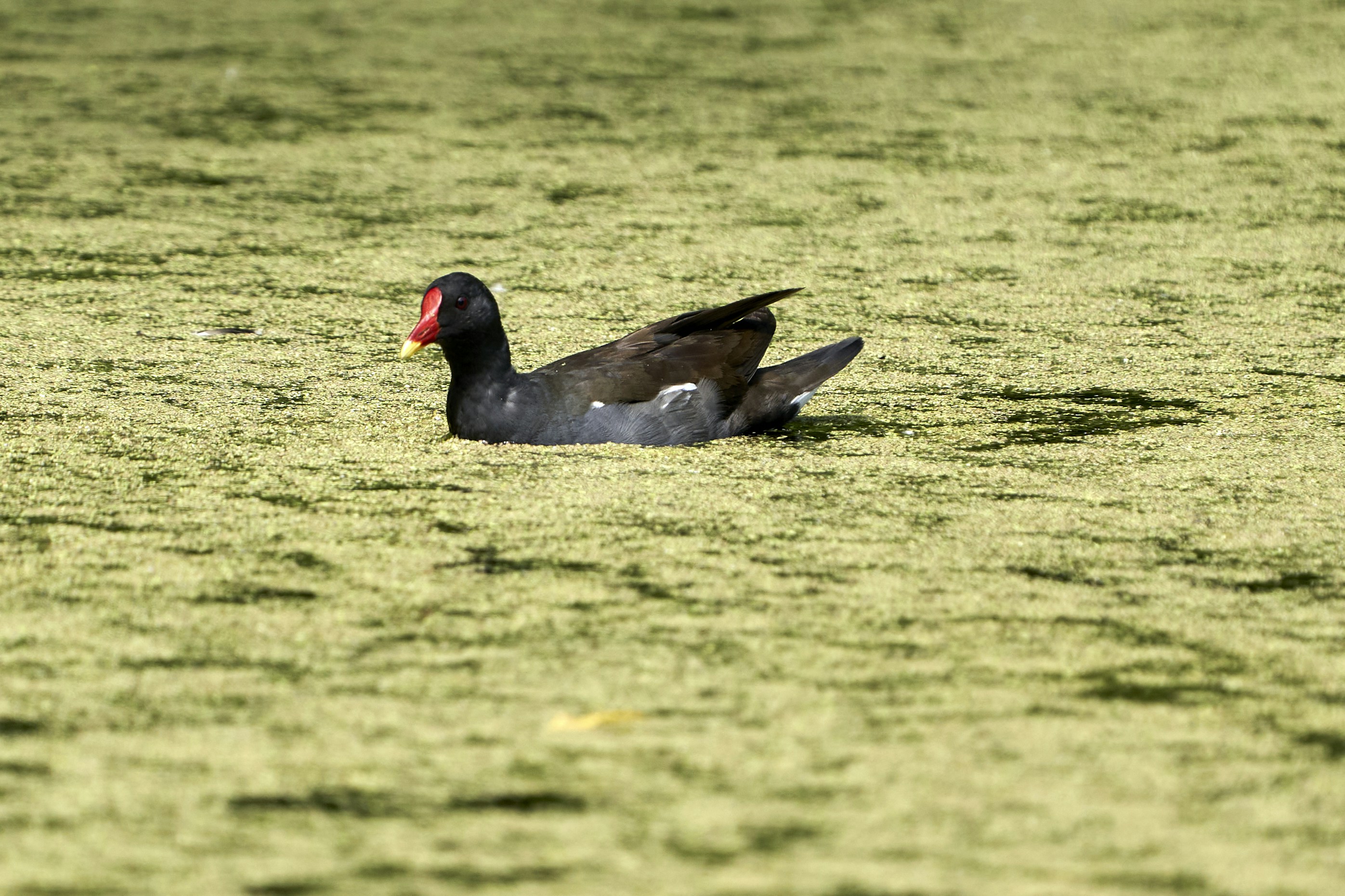 Pato negro en campo de hierba verde durante el día