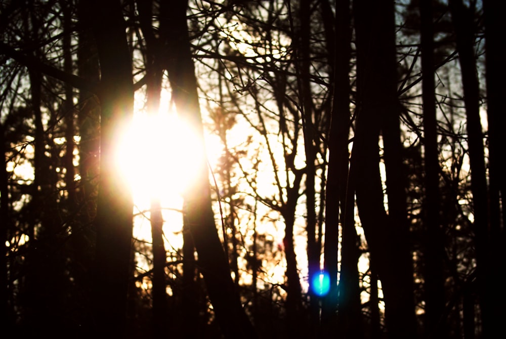 sun rays coming through trees