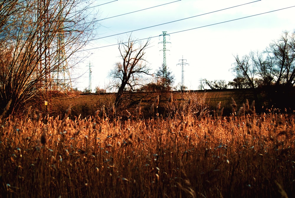 brown grass field under cloudy sky during daytime