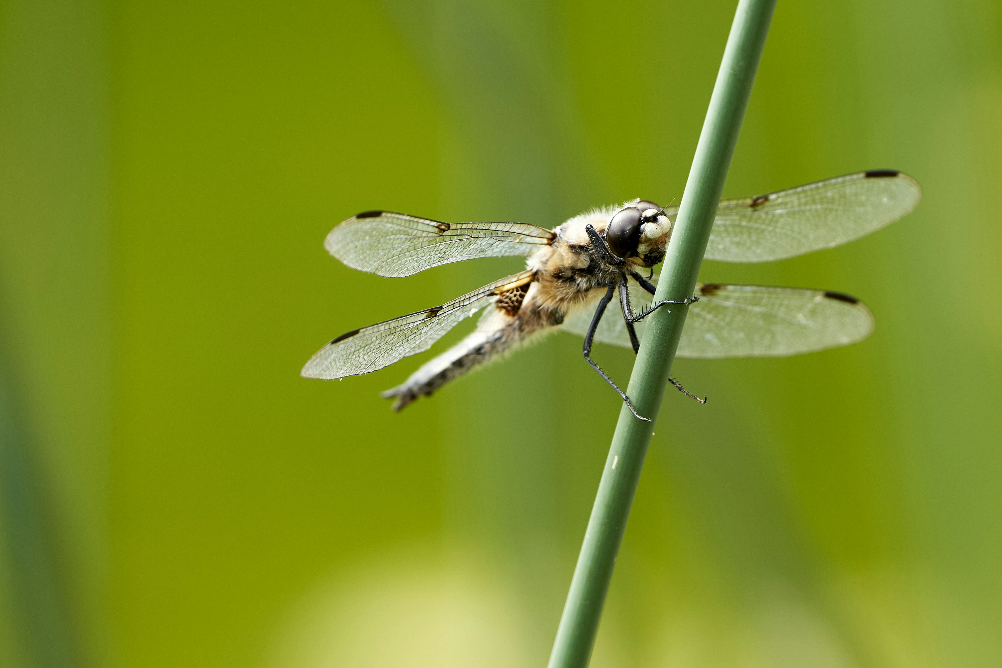 Photo by ingodoerrie