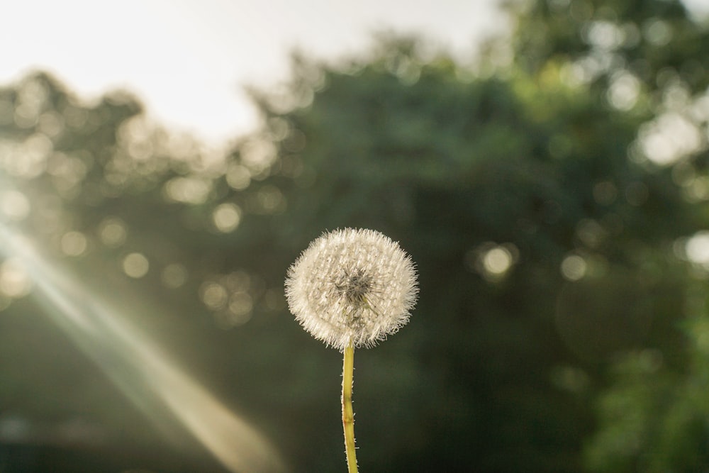 white dandelion in close up photography