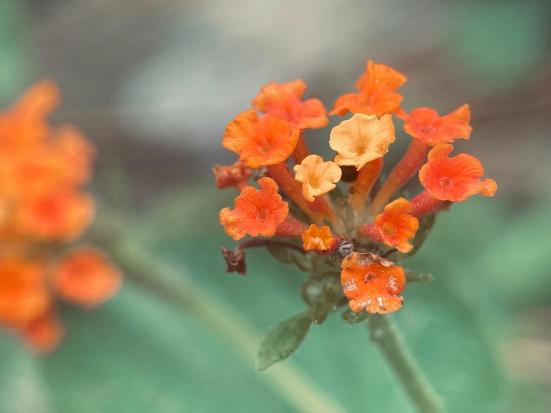 orange flower in tilt shift lens