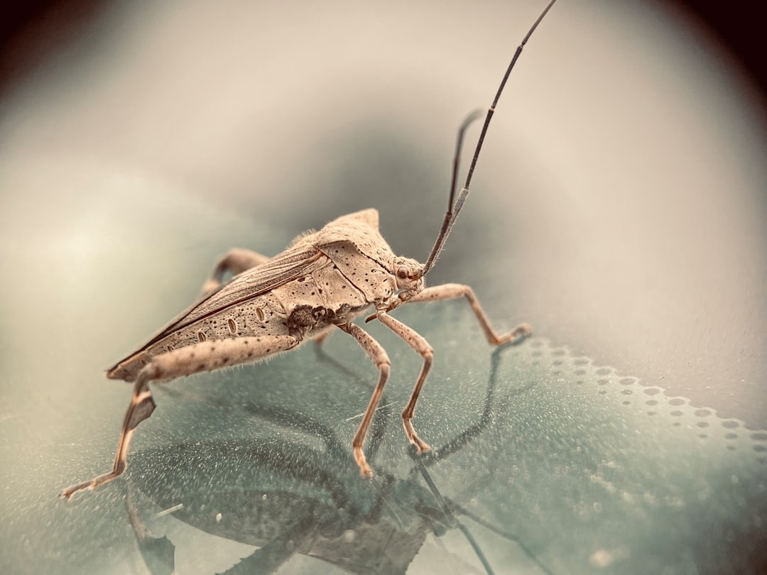 brown grasshopper on green leaf in close up photography