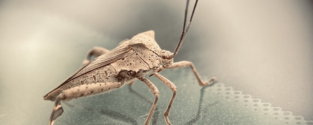 brown grasshopper on green leaf in close up photography