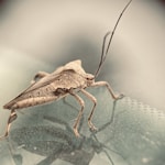 brown grasshopper on green leaf in close up photography