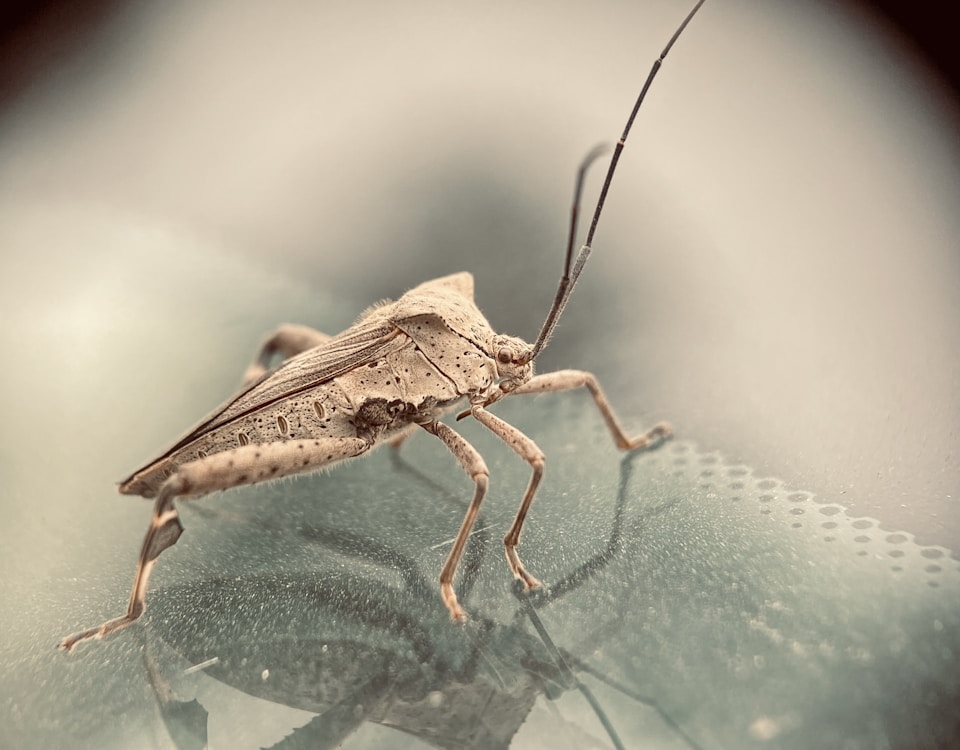 brown grasshopper on green leaf in close up photography