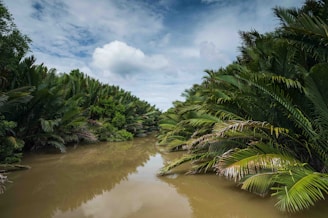 green palm tree near body of water during daytime