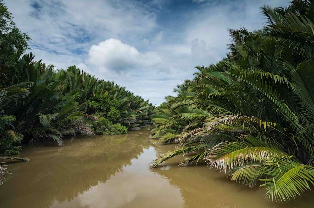 green palm tree near body of water during daytime