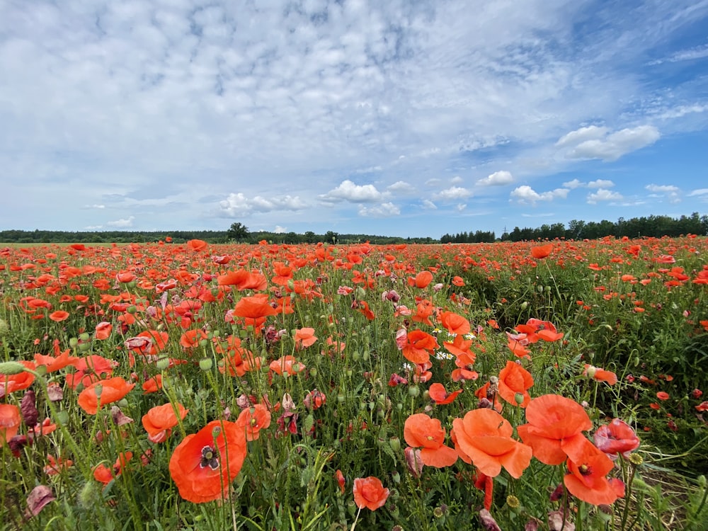 red tulips field under cloudy sky during daytime