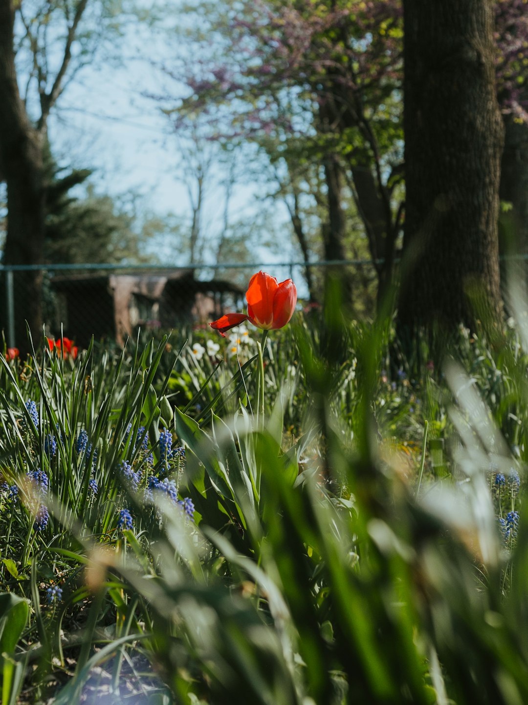 red flower on green grass during daytime