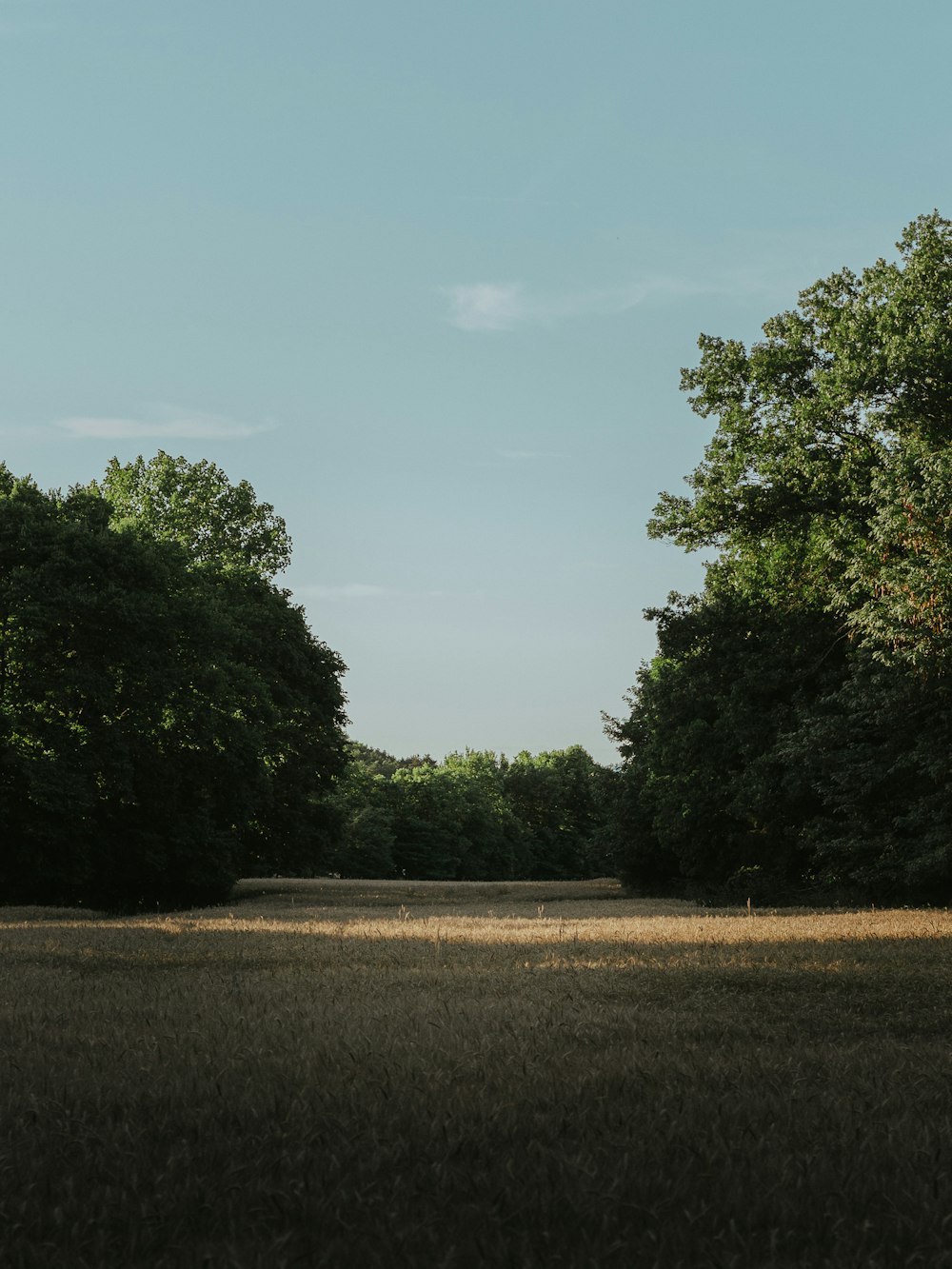 green trees under blue sky during daytime