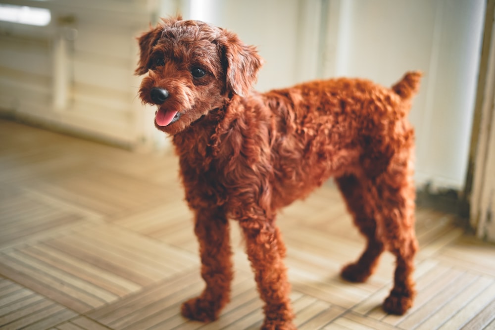 Petit chien enduit long marron sur textile à rayures blanches et brunes