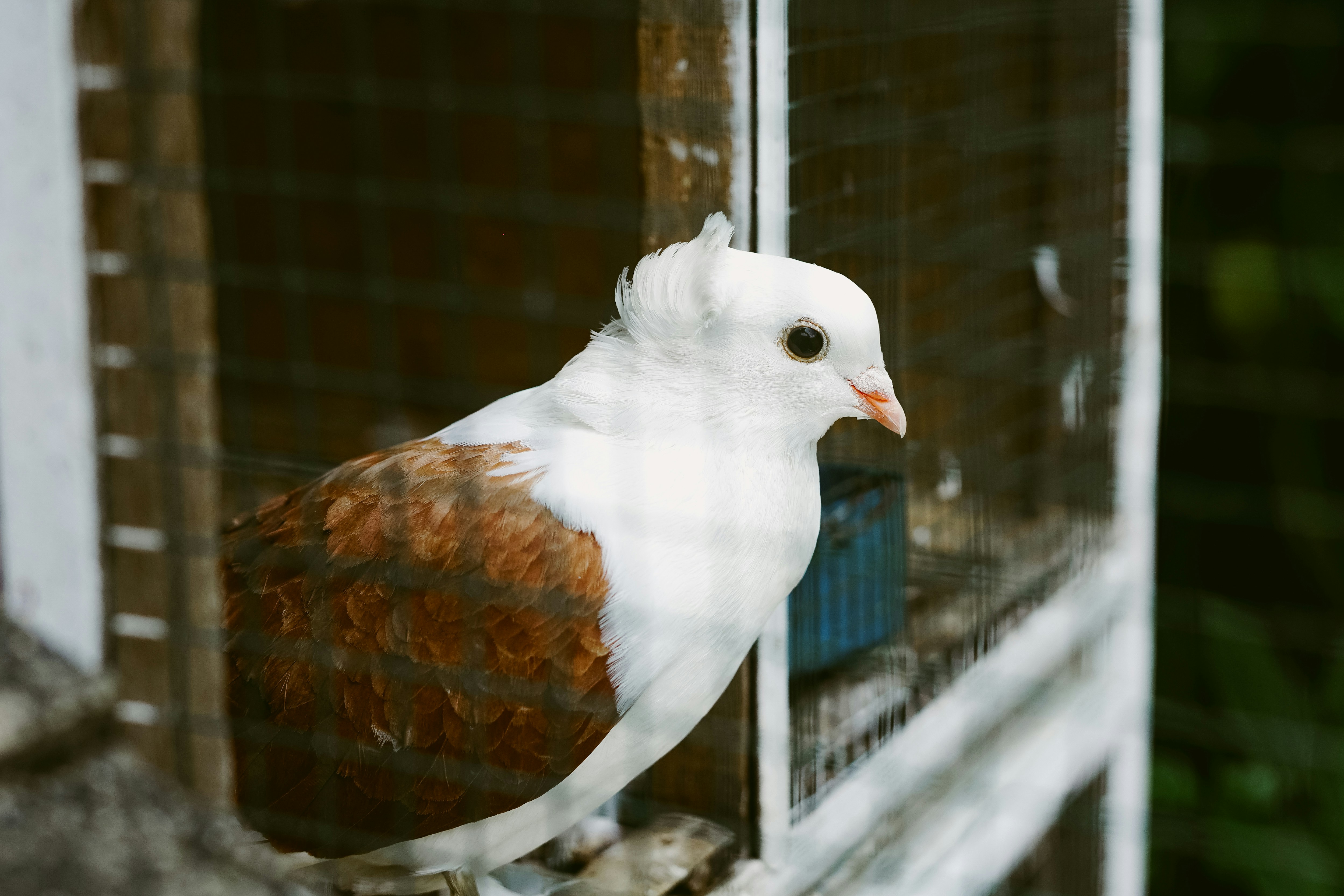 Pigeon birds perched in a cage