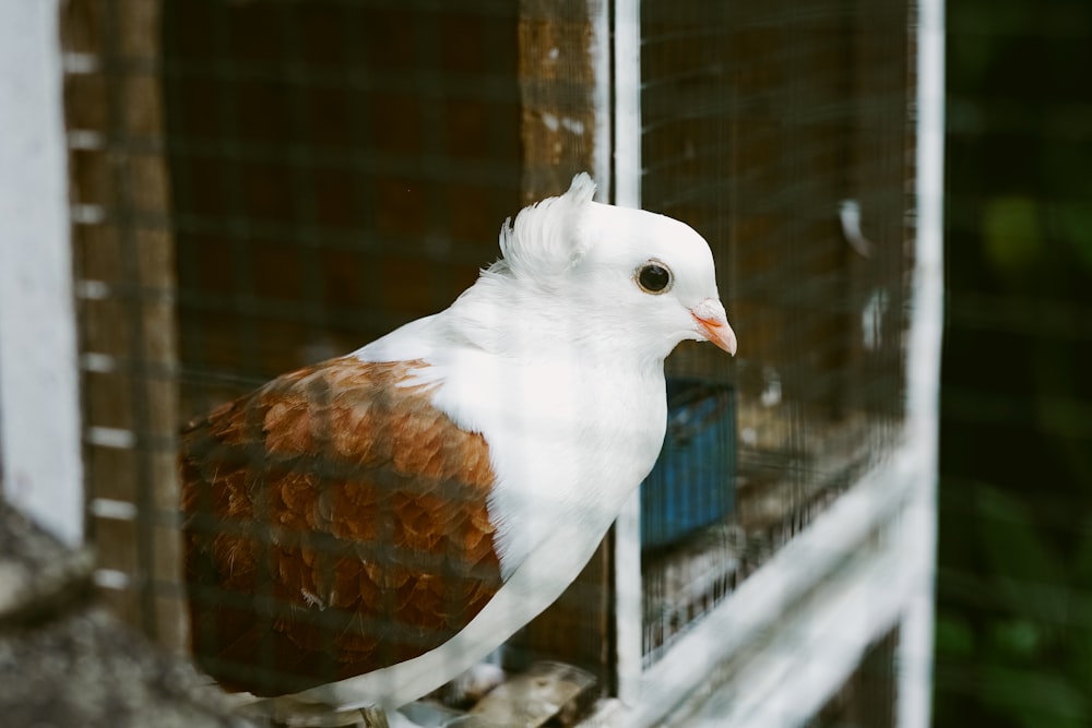 white and brown bird on cage