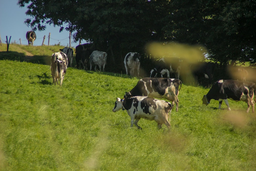 herd of cows on green grass field during daytime