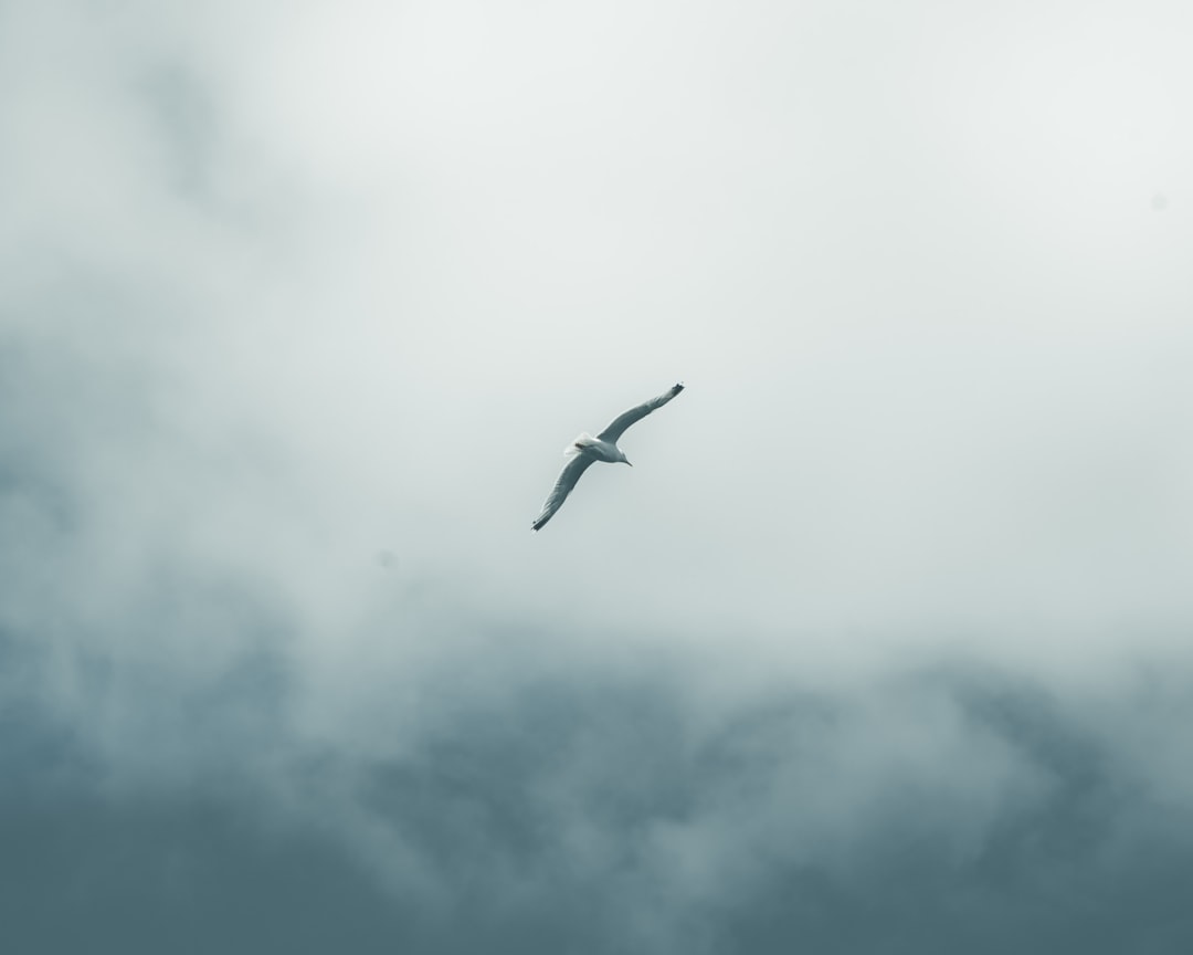 bird flying under white clouds during daytime