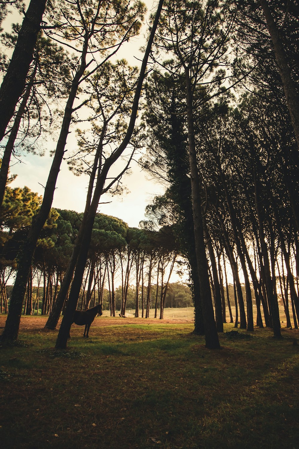 silhouette of person standing on grass field surrounded by trees during daytime