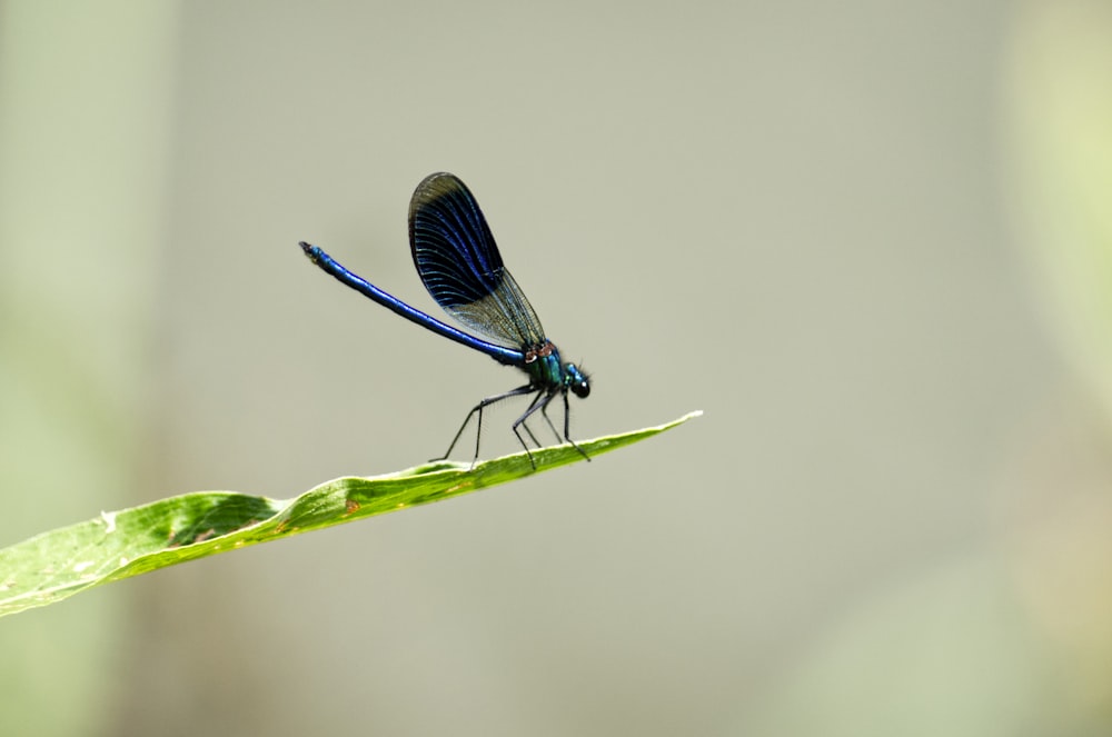 blue damselfly perched on green leaf in close up photography