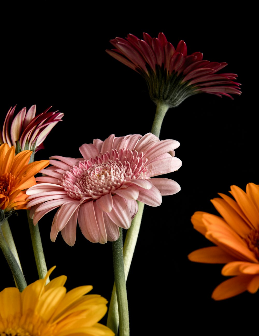 pink and yellow flower in black background