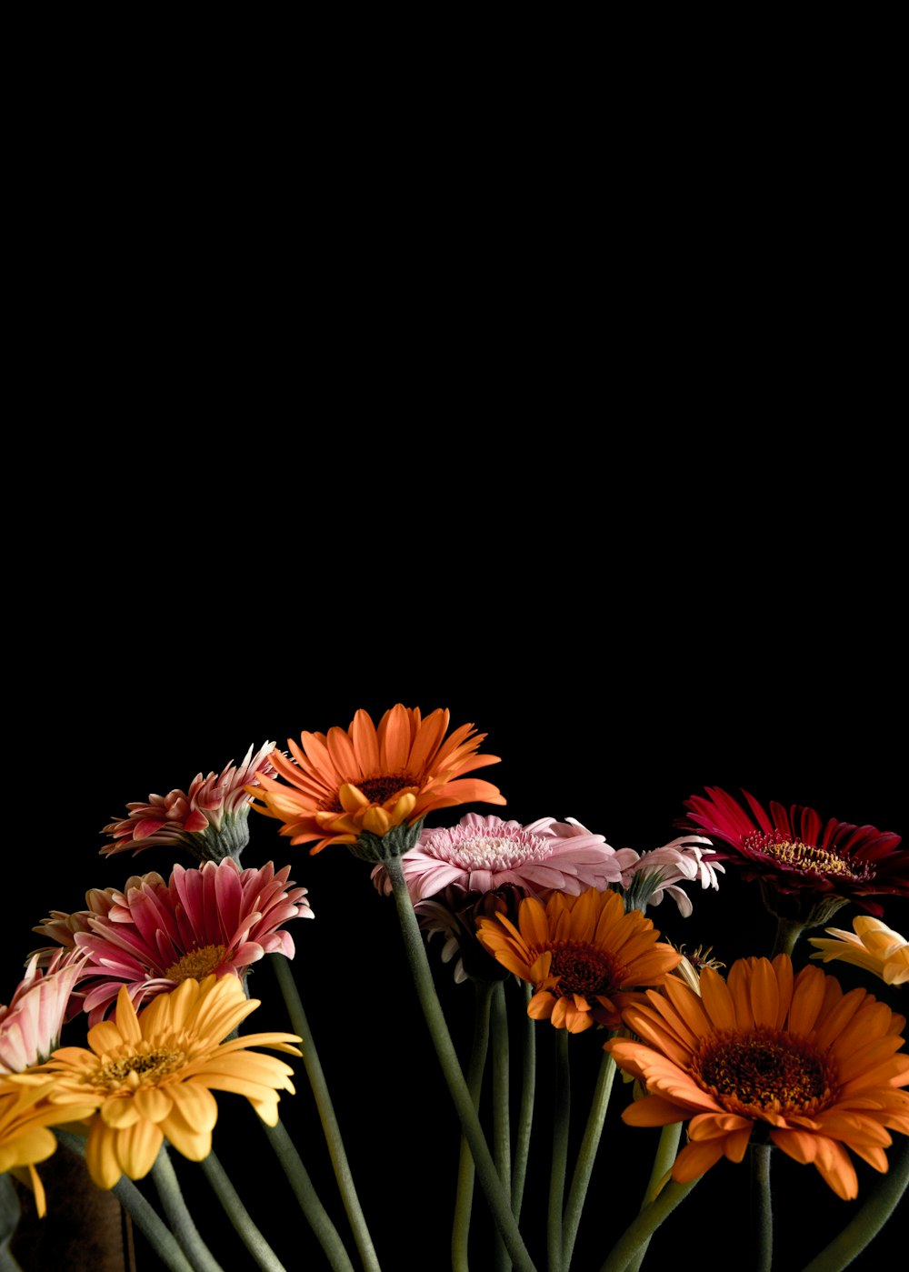 red and yellow flowers with green leaves