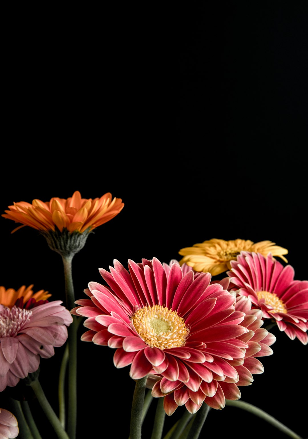 pink and yellow flowers on black background