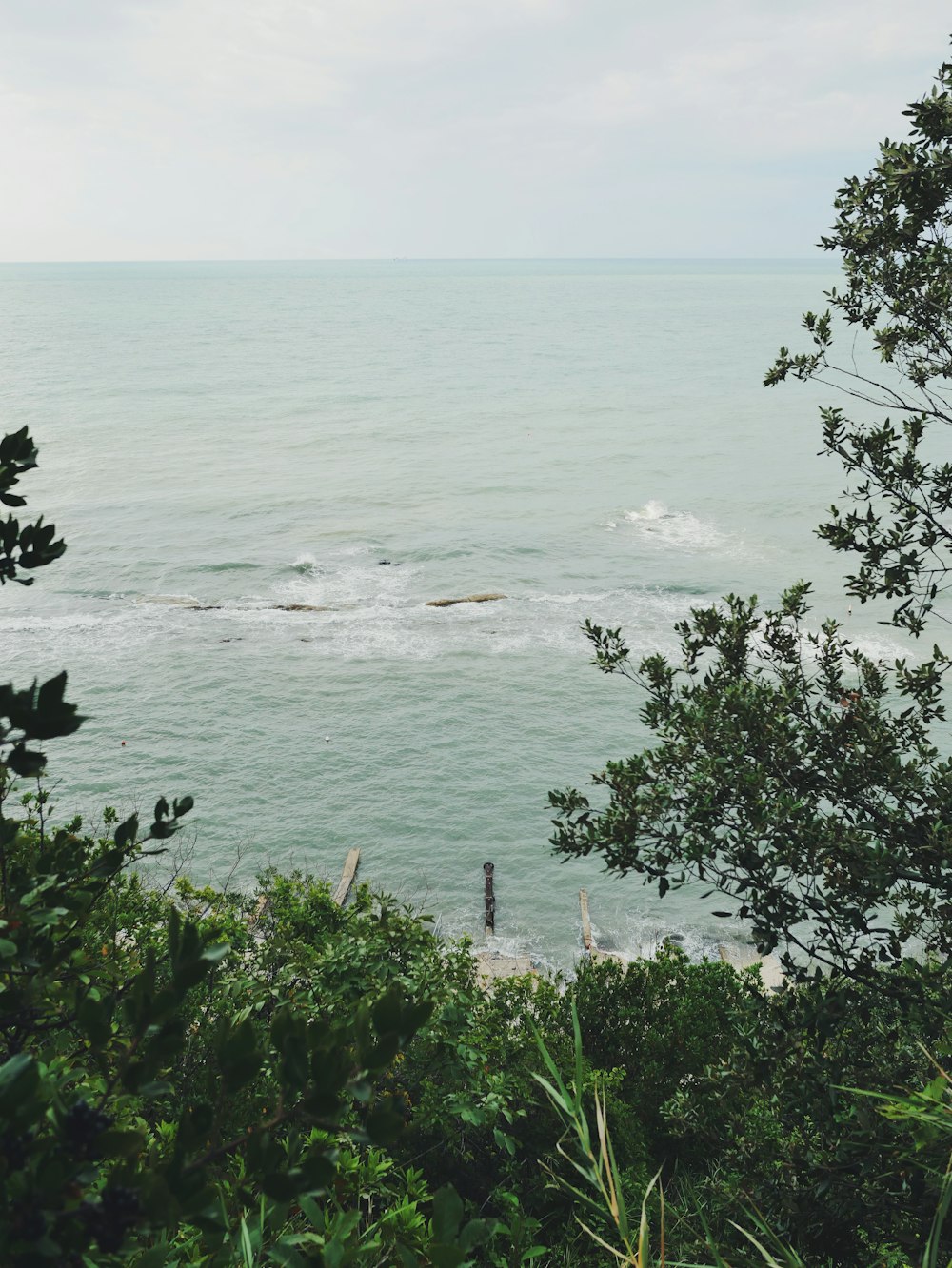 green trees near body of water during daytime