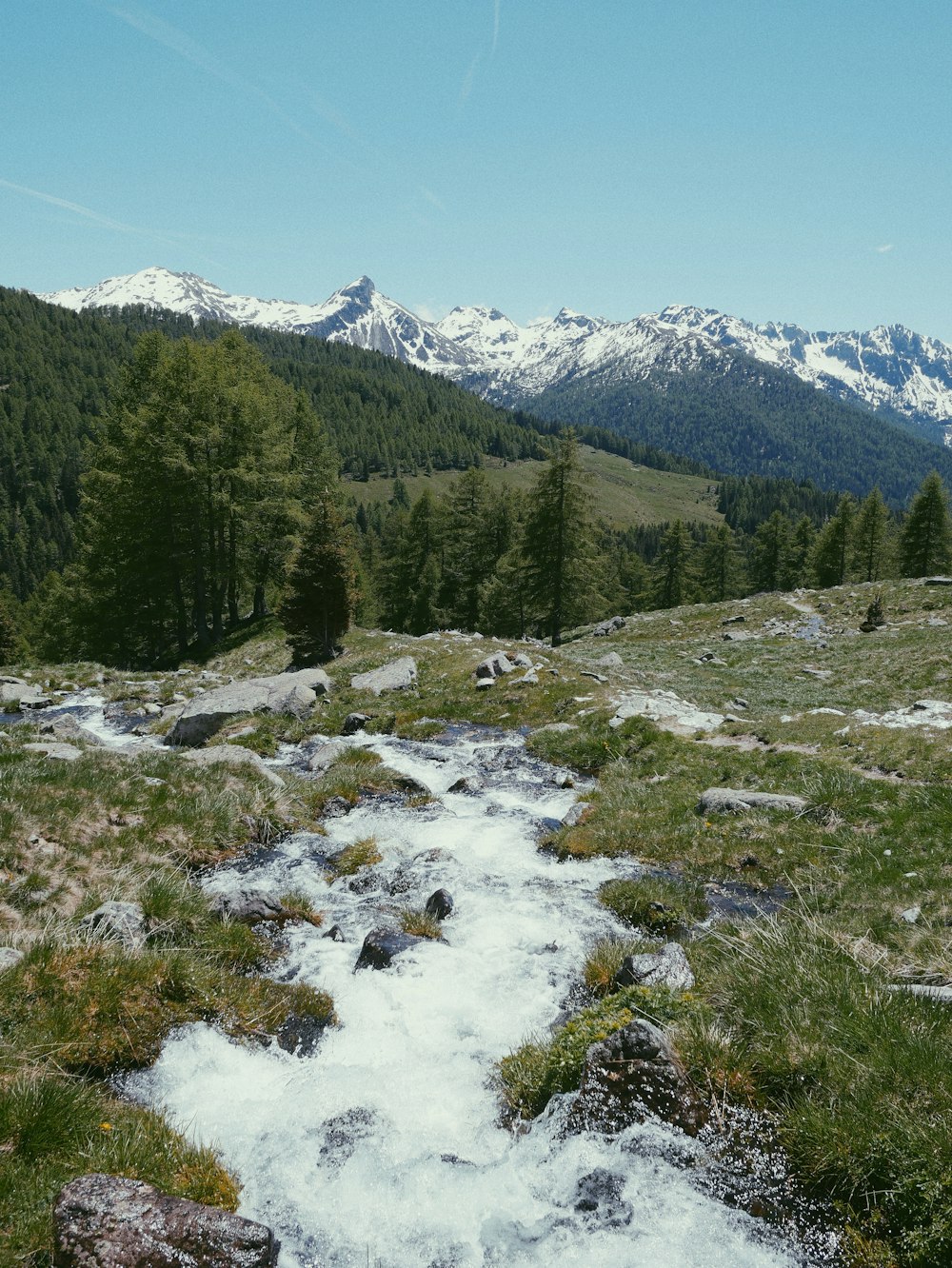 green pine trees on snow covered ground