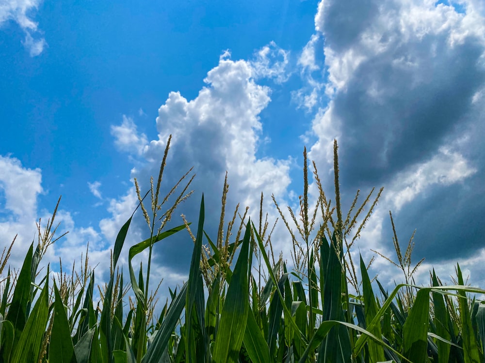 green grass under blue sky and white clouds during daytime