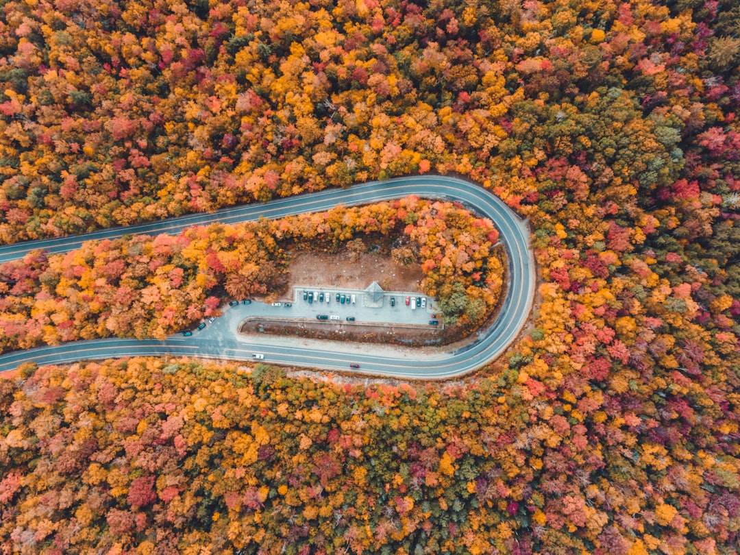 aerial view of road surrounded by trees