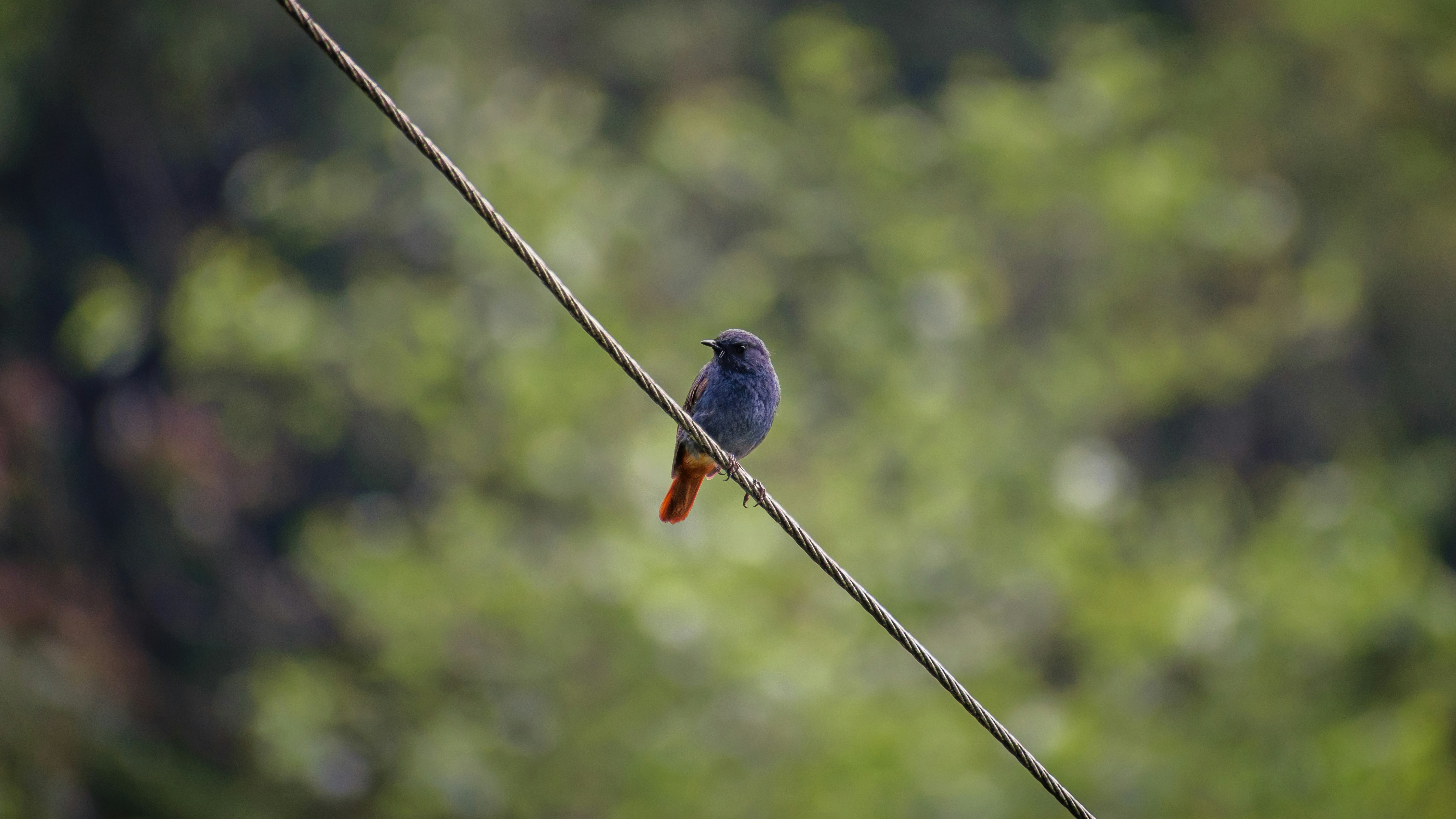 blue and black bird on black wire during daytime