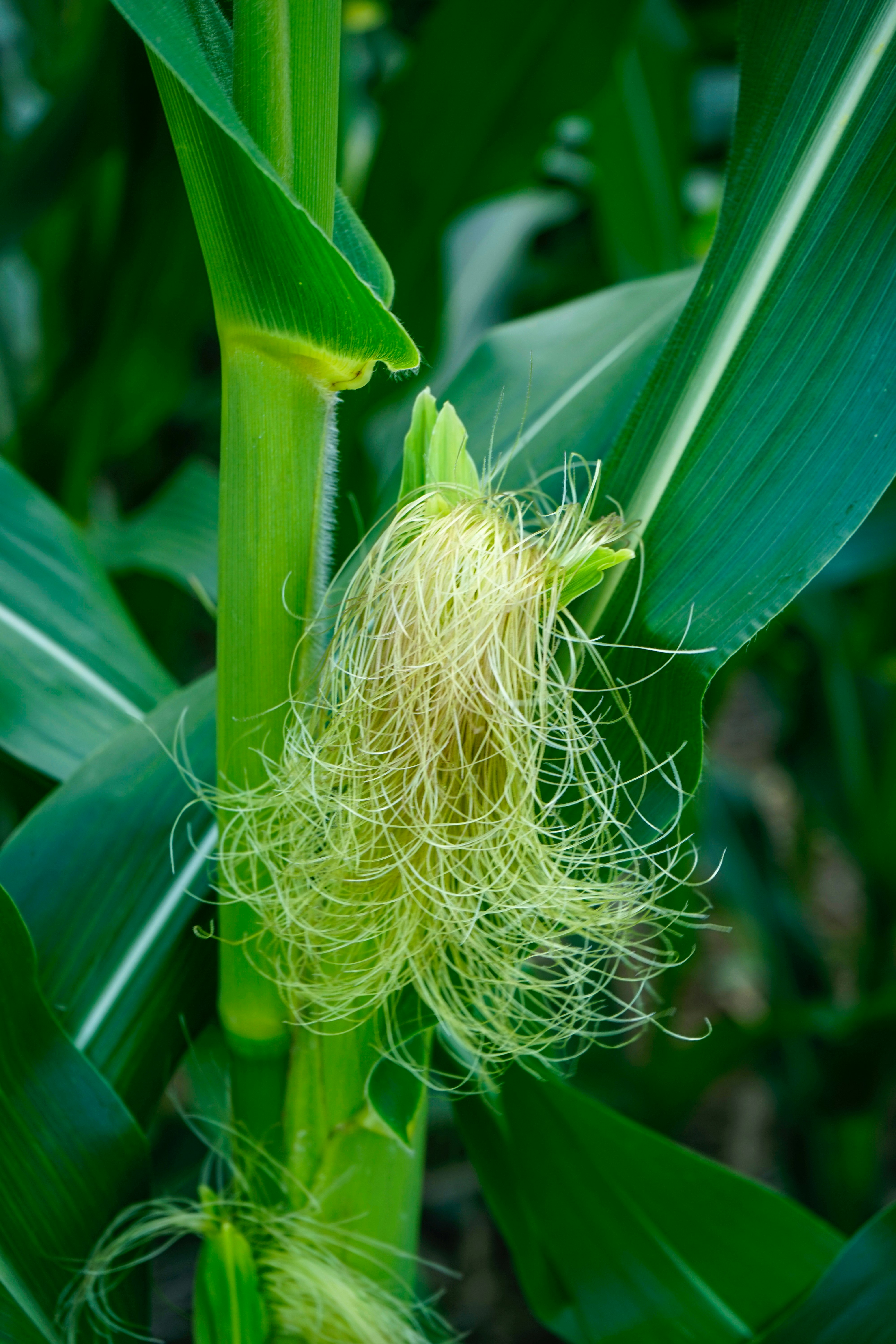 white and green plant during daytime