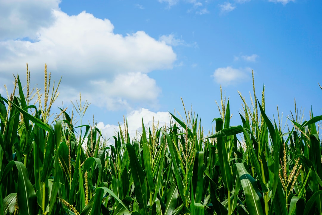 green corn field under white clouds and blue sky during daytime