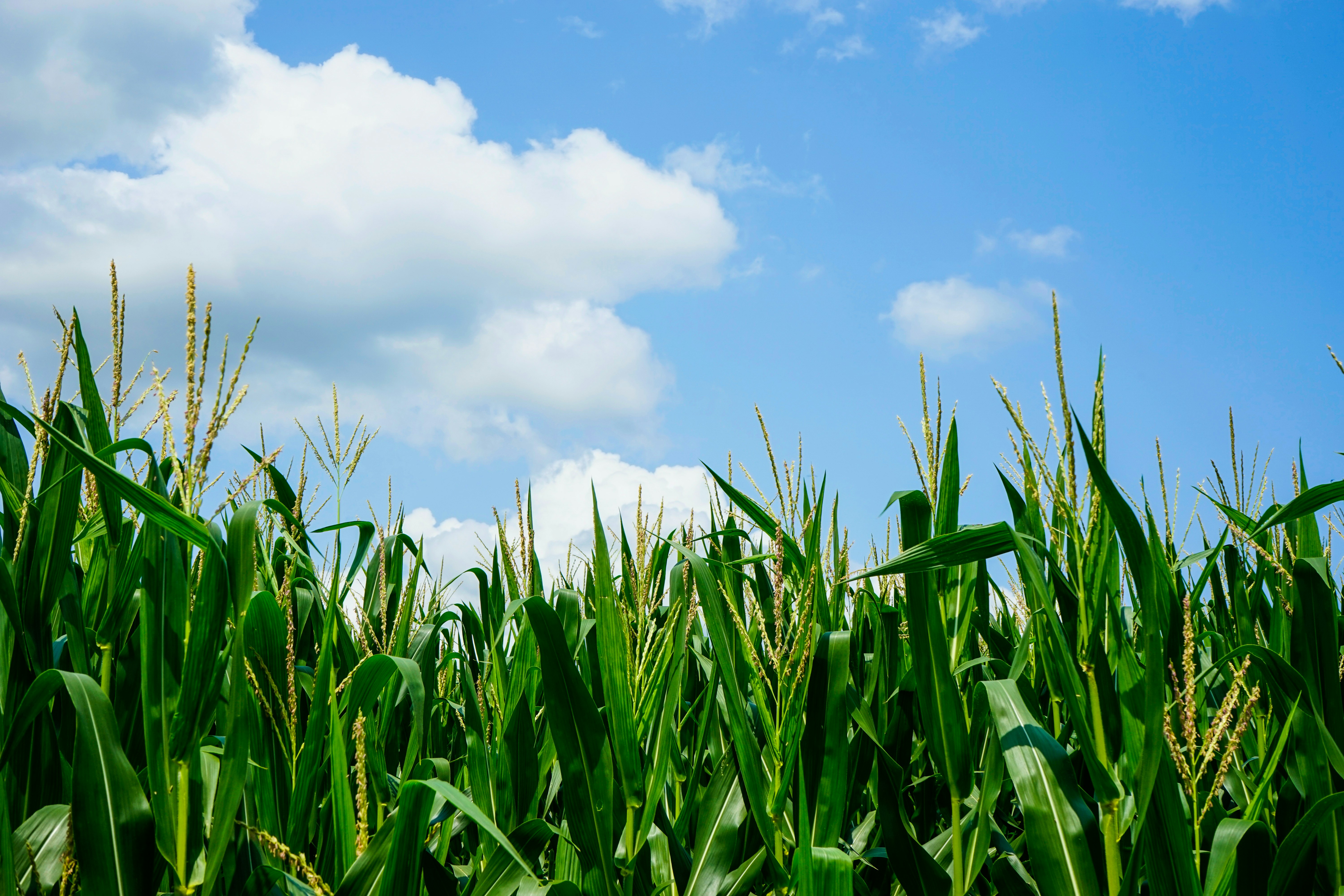green corn field under white clouds and blue sky during daytime