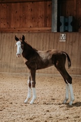 A warm barn scene showing a breeder gently holding a young foal while checking records on a tablet.