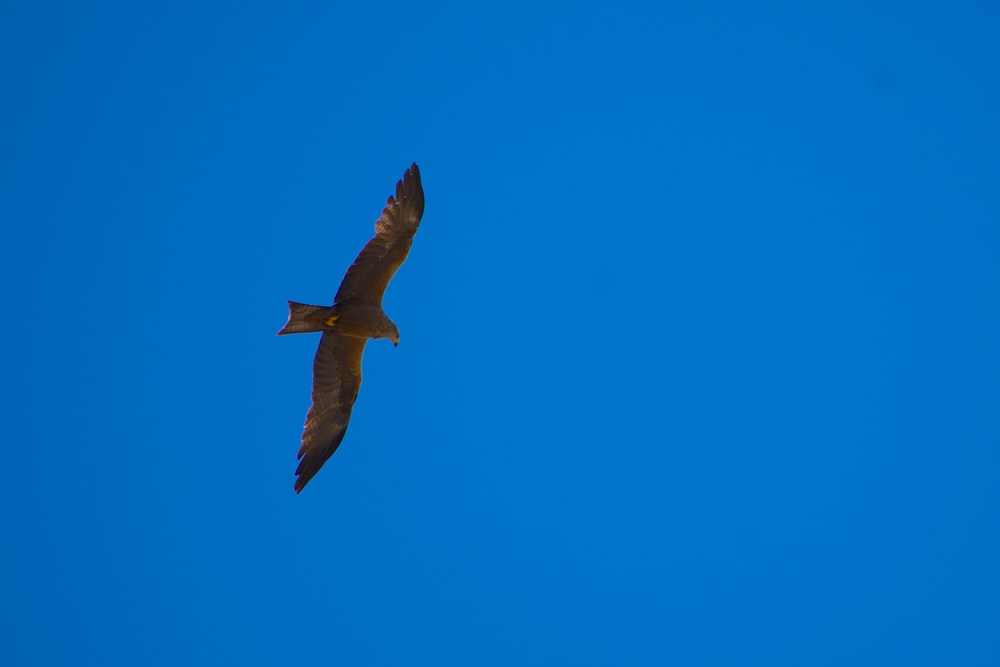 brown bird flying in the sky