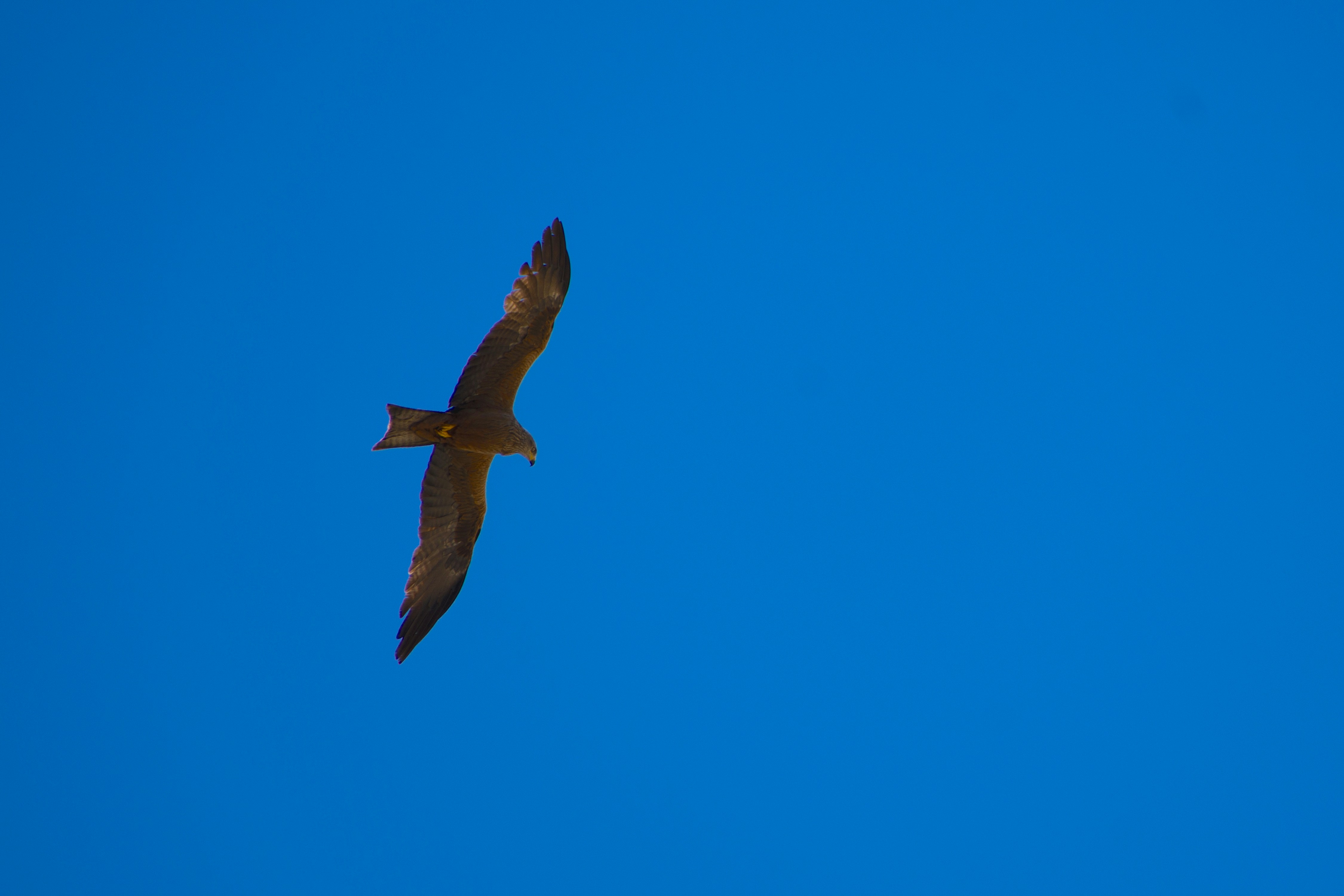 Mejores 30 empresas para chatbots en Ávila