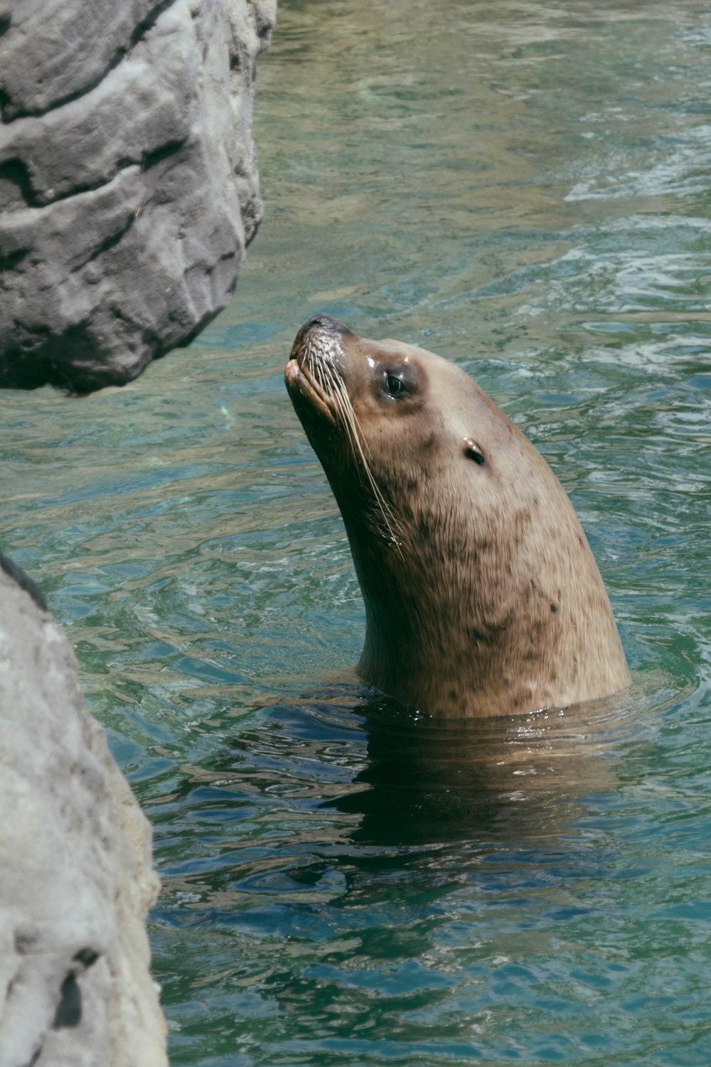 seal on water during daytime