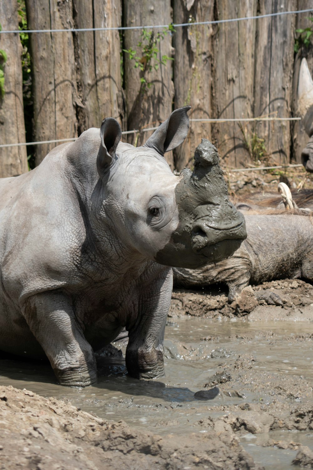 grey rhinoceros on brown mud during daytime