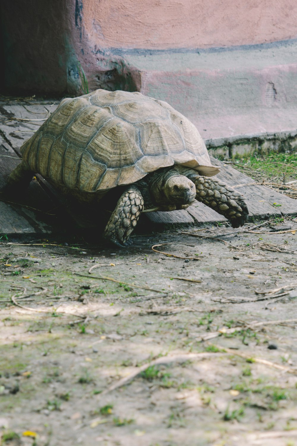 brown and black turtle on gray wooden surface