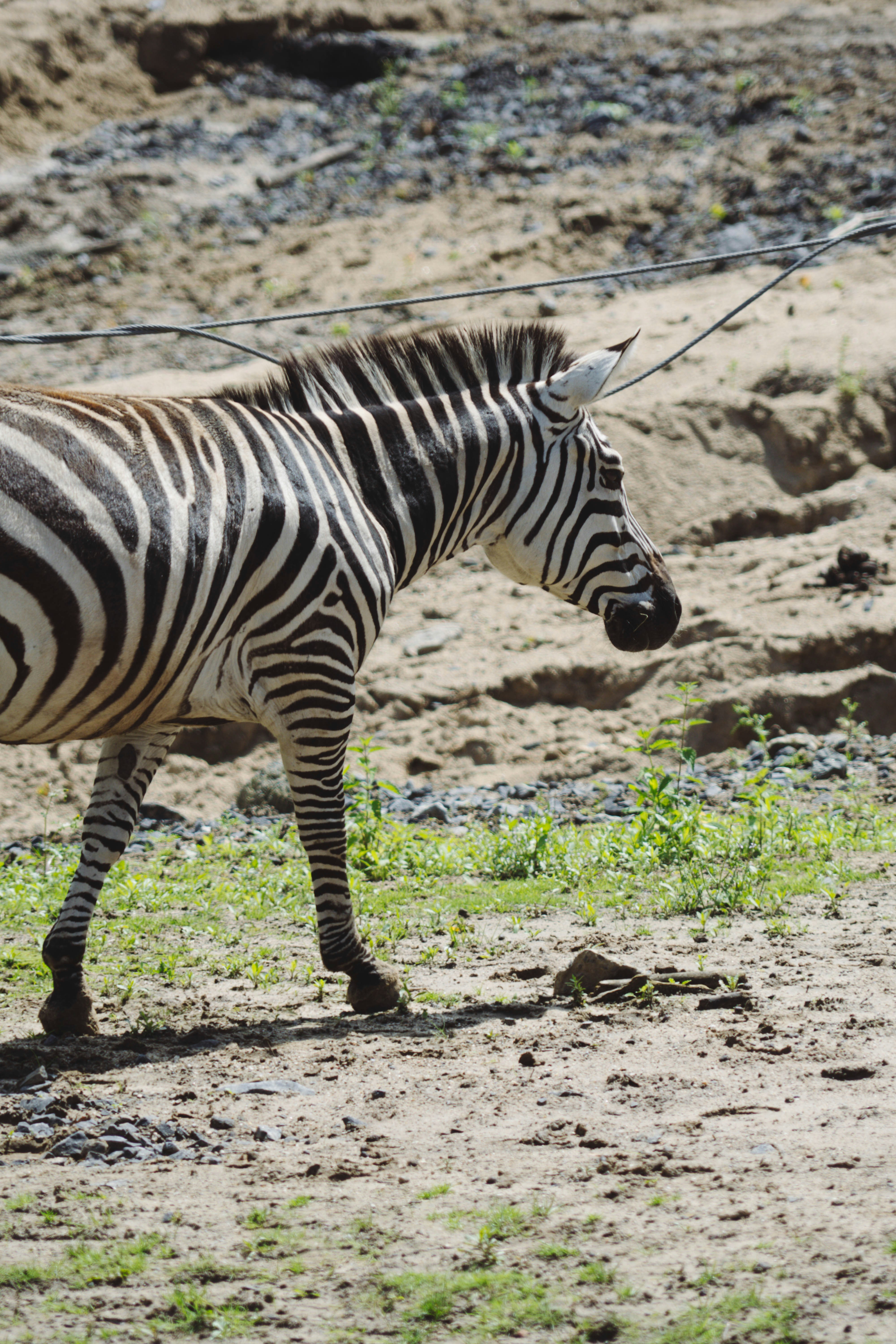 昼間の緑の草原に立っているシマウマの写真 Unsplashで見つける野生動物の無料写真