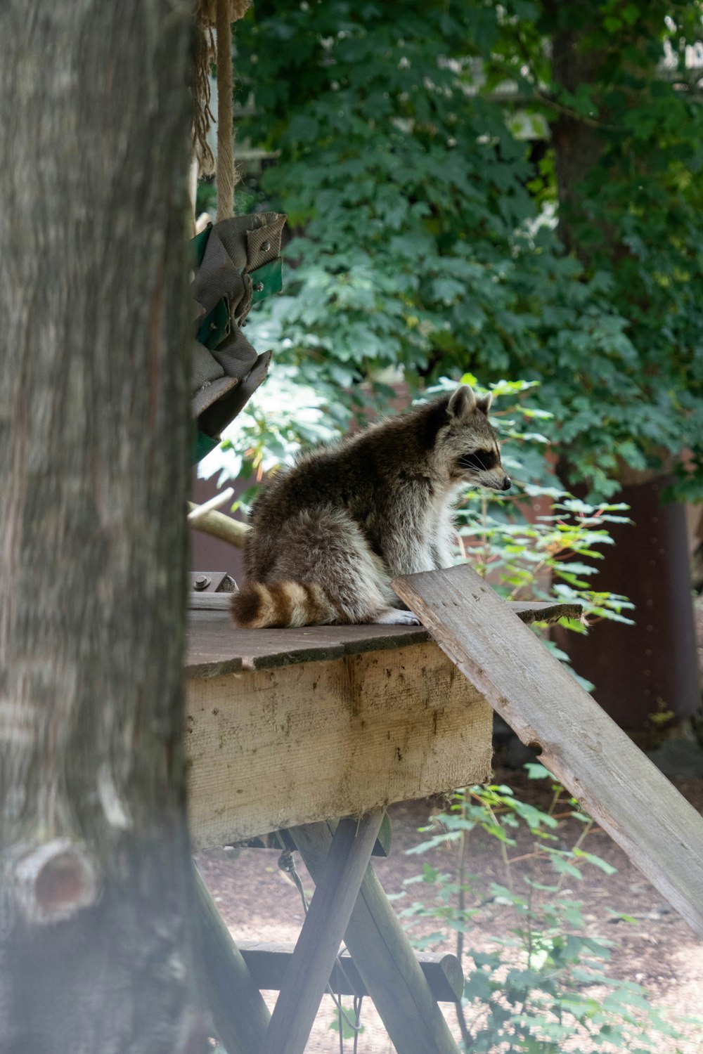 brown and white cat on brown wooden fence