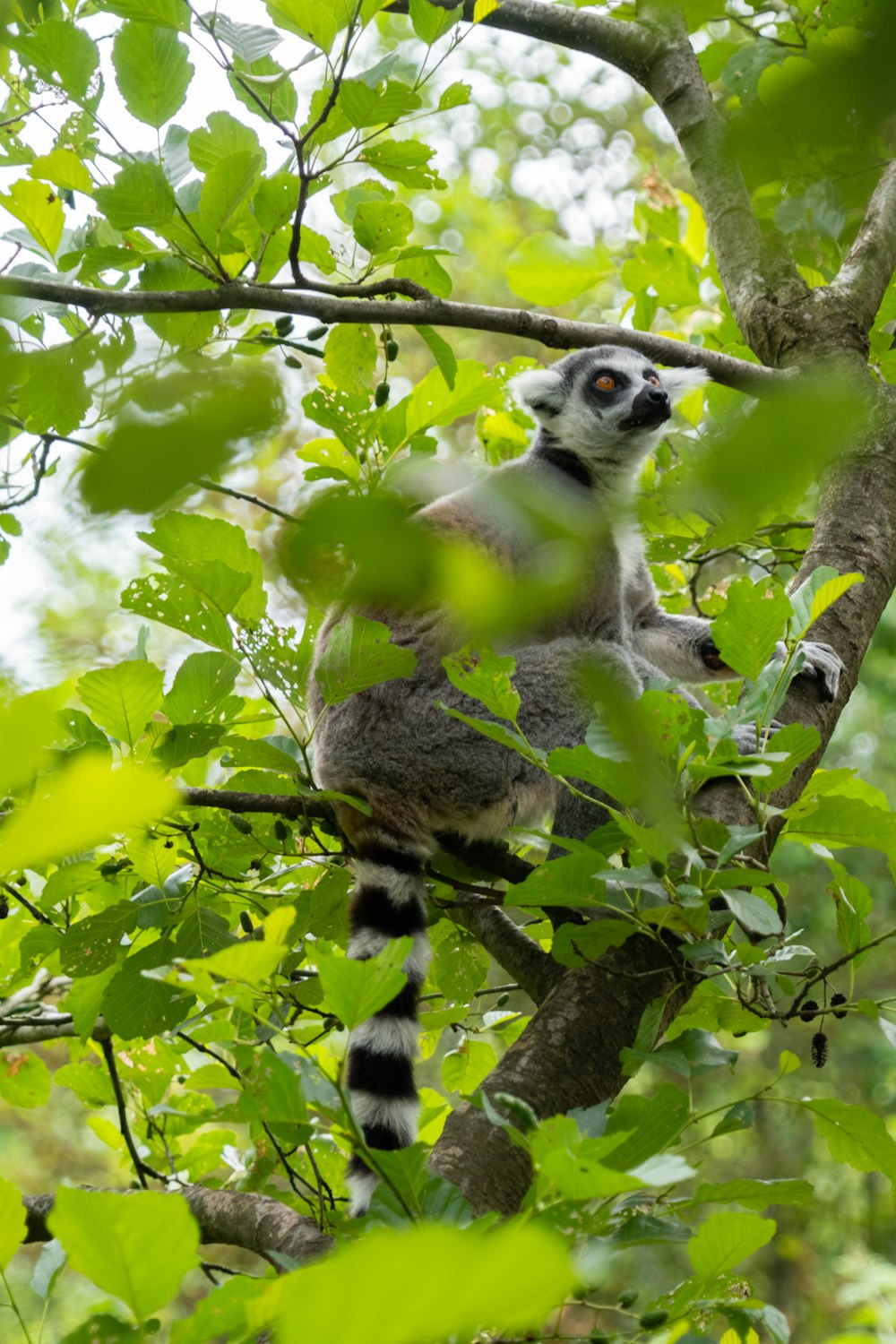 gray and white animal on tree branch during daytime