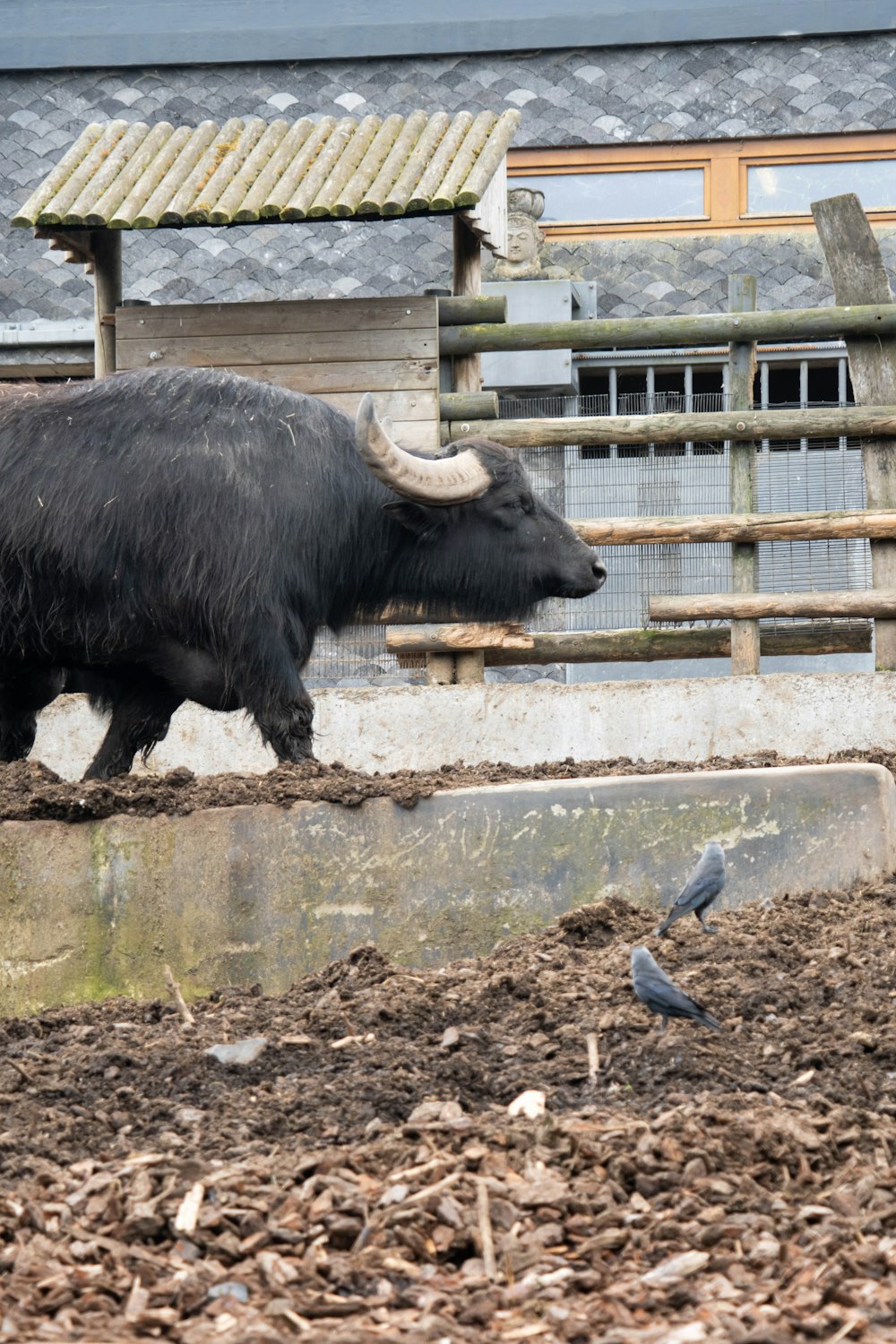 black water buffalo on brown soil