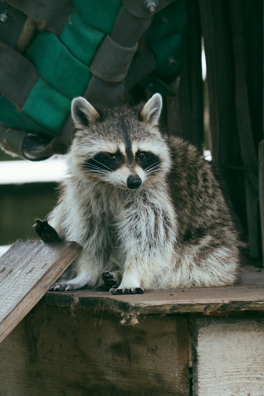 white and black raccoon on brown wooden fence