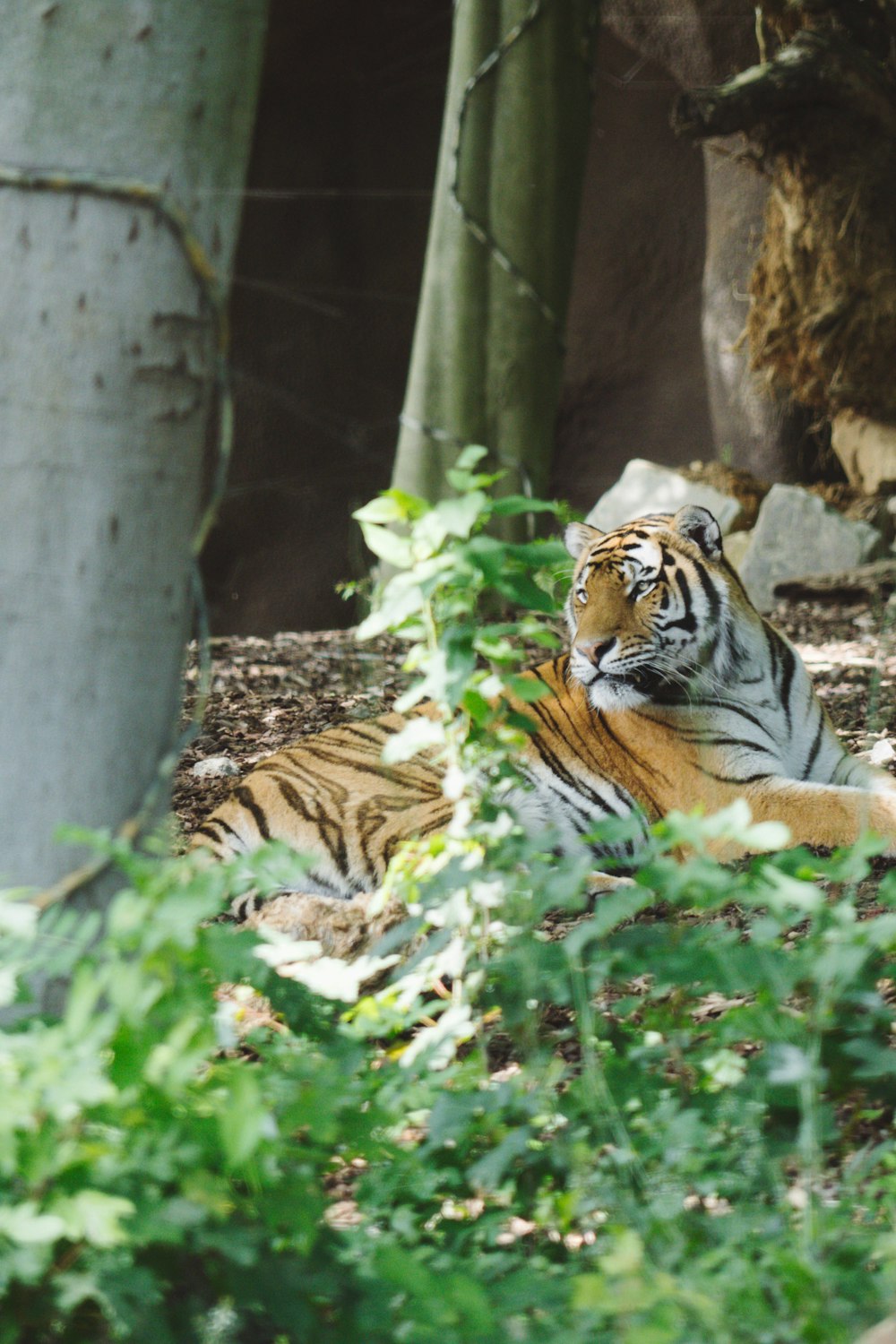 tiger lying on ground beside green plants during daytime