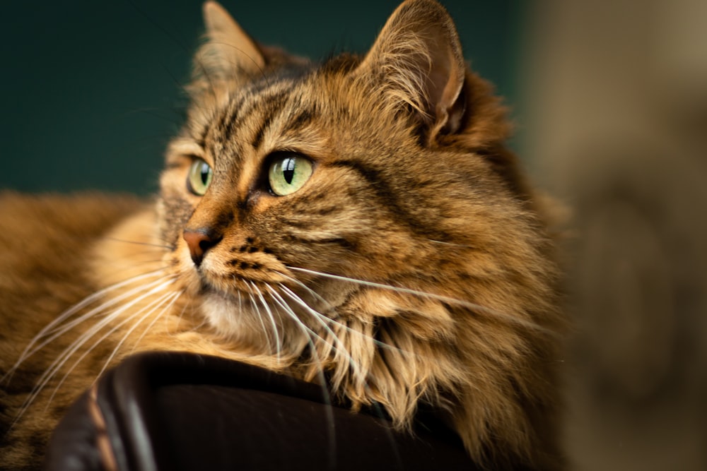 brown tabby cat on brown wooden table