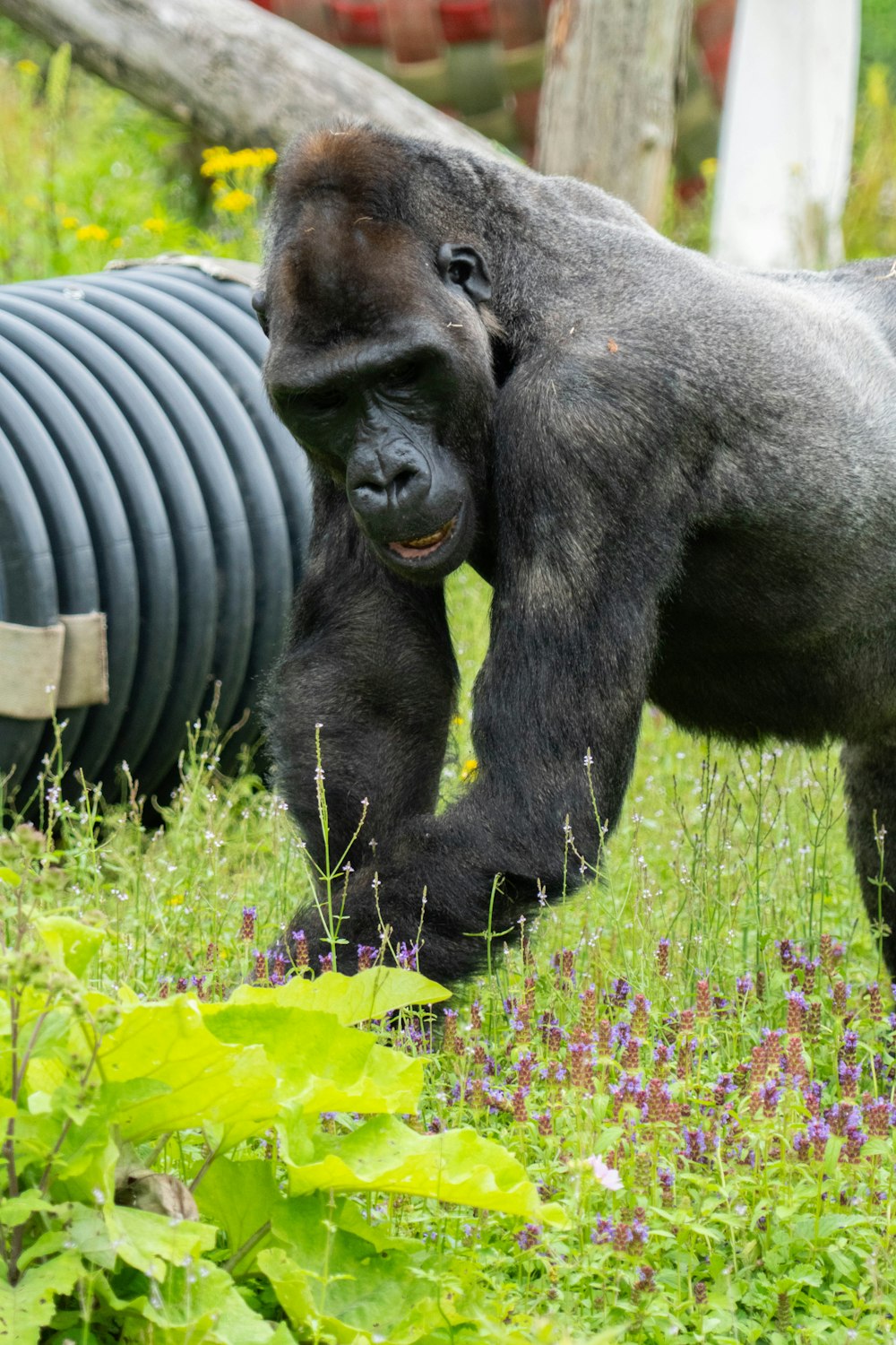 black gorilla on green grass during daytime