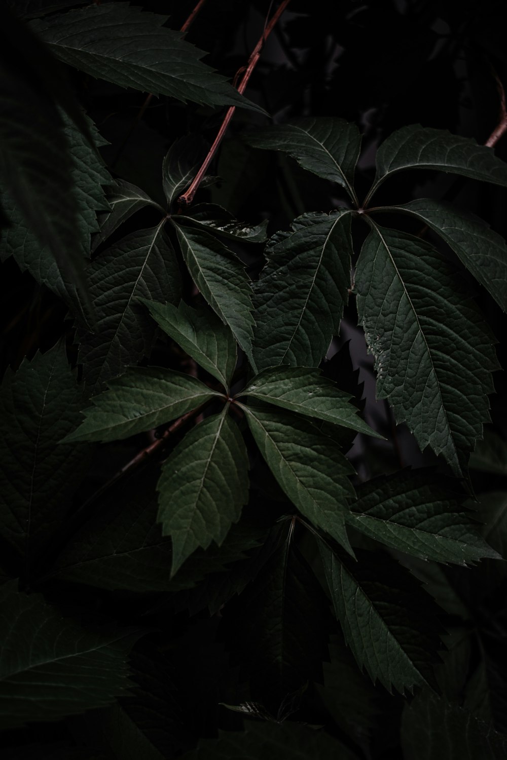 green leaves in close up photography