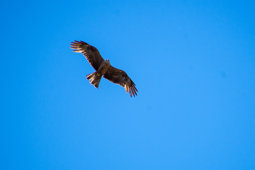 brown bird flying in the sky