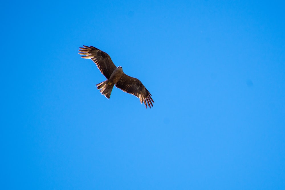 pájaro marrón volando en el cielo